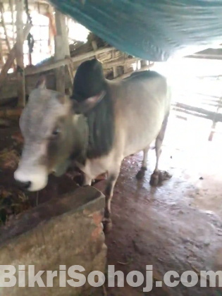গরু